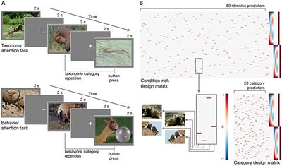 Neural Responses to Naturalistic Clips of <mark class="highlighted">Behaving Animals</mark> in Two Different Task Contexts